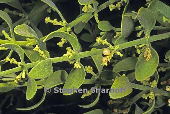 phoradendron leucarpum ssp. tomentosum 4 graphic
